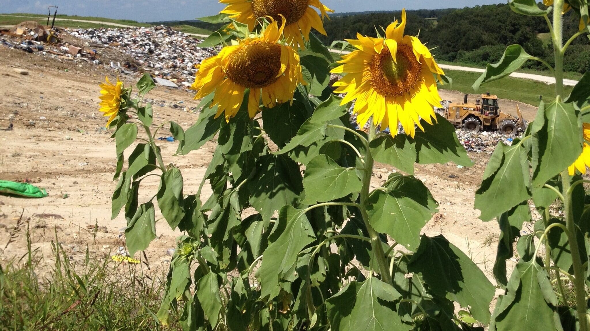 Sunflower in Baseline Landfill