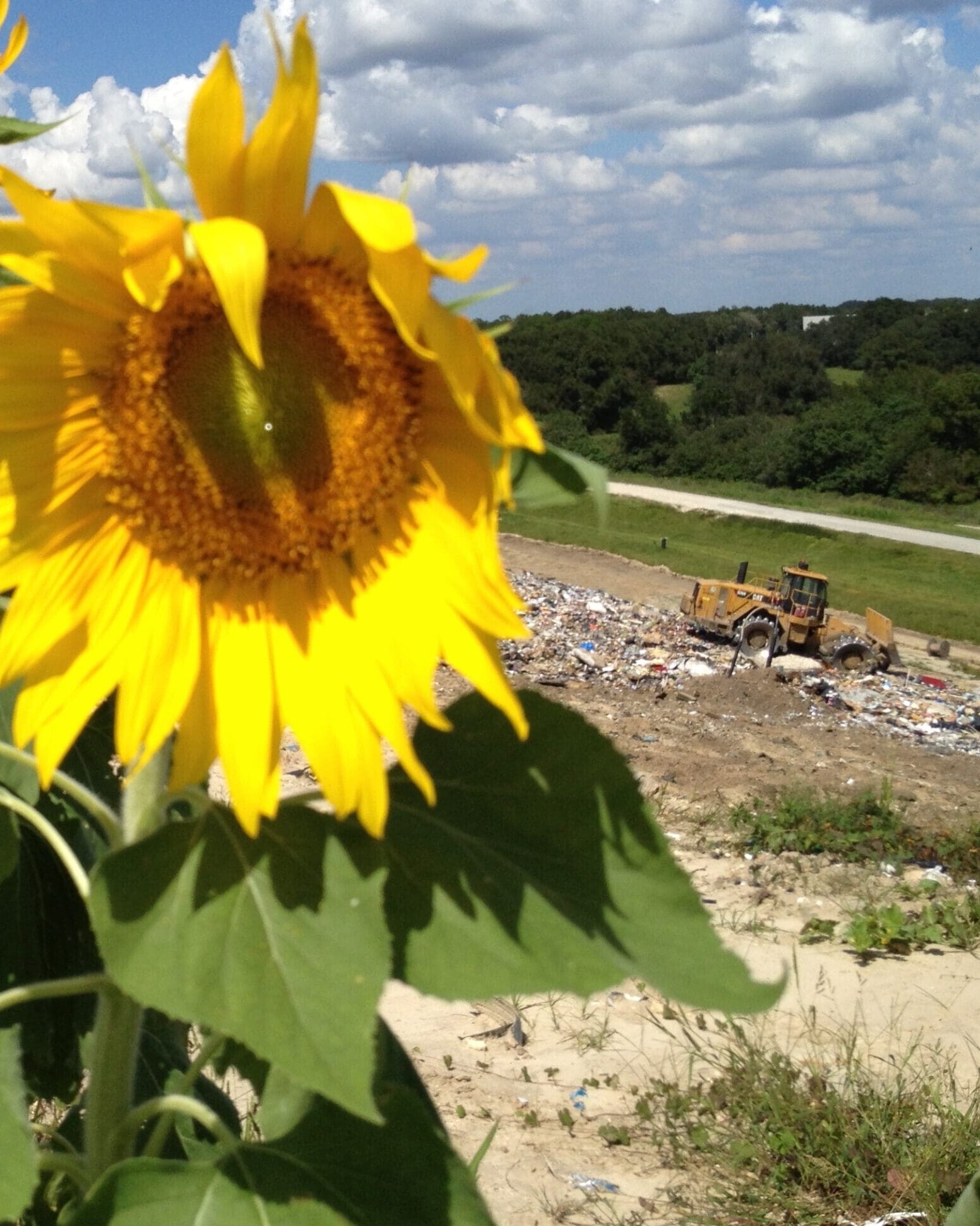 Sunflower in Baseline Landfill