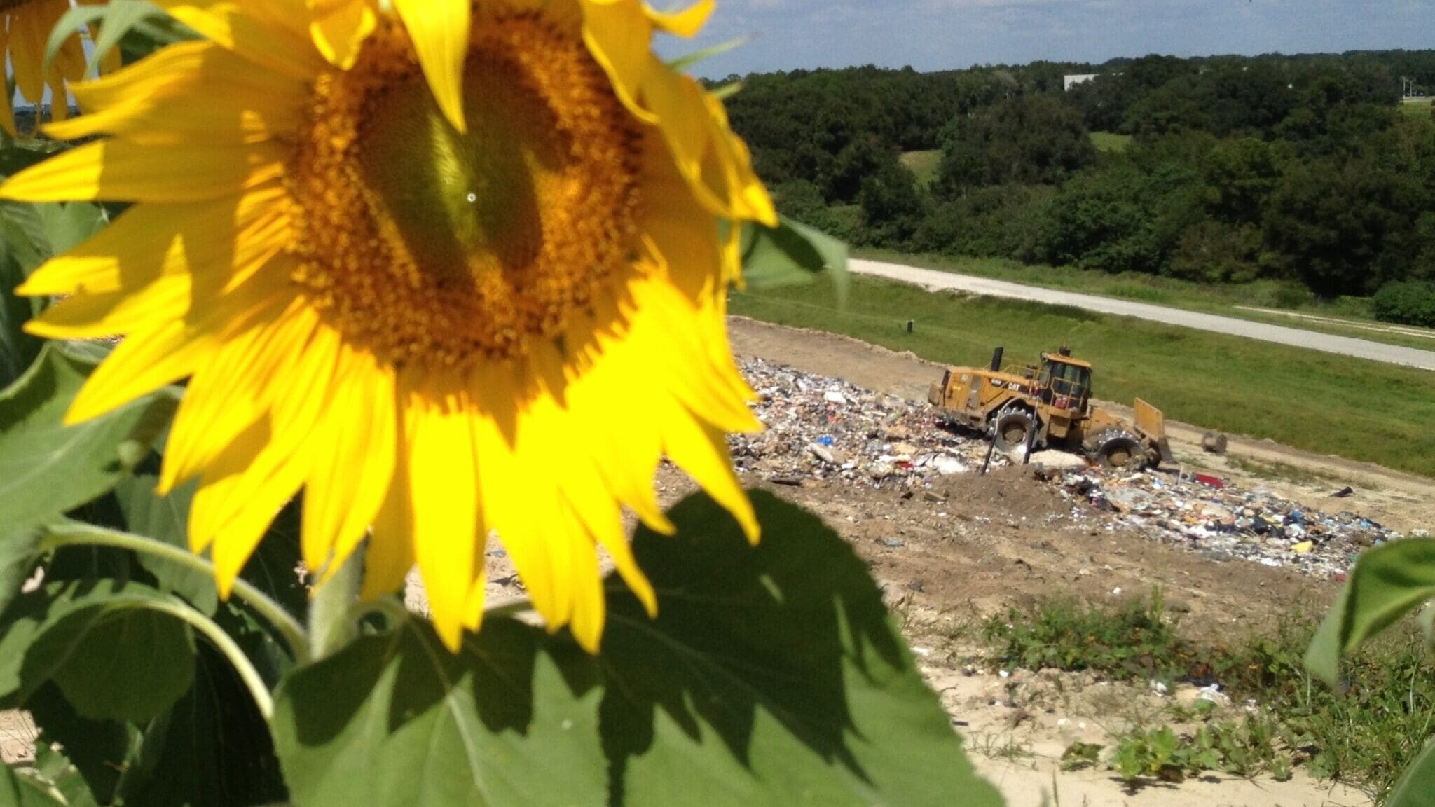 Sunflower in Baseline Landfill